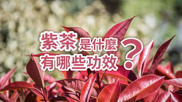 紫茶是什麼？有哪些功效？