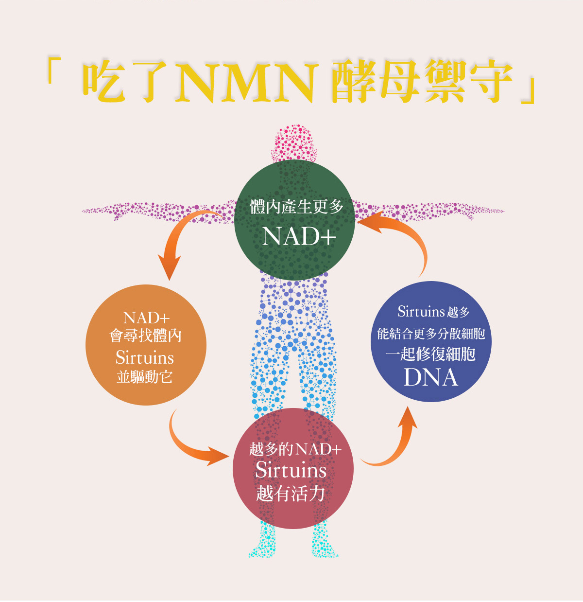 NMN官網介紹頁-6